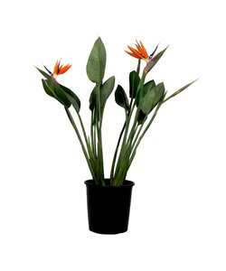 Strelitzia Reginea - Paradijsvogelbloem - Met bloem! - ⌀27cm - Hoogte 80-100cm