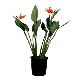 Strelitzia Reginea - Paradijsvogelbloem - Met bloem! - ⌀27cm - Hoogte 80-100cm