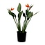 Strelitzia Reginae 'Bird of Paradise' - With flower - ⌀27cm - Height 80-100cm