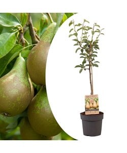 Pyrus communis 'Conference' perenboom - Fruitboom - Pot 21cm - Hoogte 90-100cm