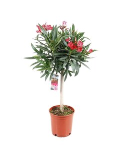 Nerium Oleander - Drzewo - Różowe kwiaty - ⌀21cm - Wysokość 80-90cm