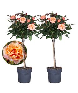 Rosa Palace 'Catherine' - Rosa con tallo x2 - Naranja - ⌀19cm - Altura 80-100 cm
