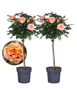 Rosa Palace 'Catherine' - Rosier sur tige x2 - Orange - ⌀19cm - Hauteur 80-100cm