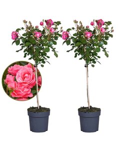 Rosa Palace Topkapi - Sæt af 2 - Standard rose - Potte 19cm - Højde 80-100cm