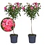 Rosa Palace Topkapi - Set of 2 - Standard Rose - Pot 19cm - Height 80-100cm