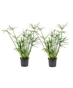Cyperus alternifolius - Set di 2 - piante a ombrello - ⌀ 14cm - Altezza 40-50cm