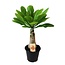 Brighamia Insignis Palm Hawaii