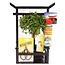 Bonsai Carmona, Starter Kit 15cm in Torri
