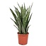 Sansevieria Kirkii
