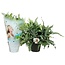 Phlebodium Aureum blue star (Air so Pure) - Zinc fern/Blue fern