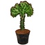 Euphorbia Lactea 'Cristata Groen