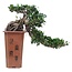 Ficus Ginseng Bonsai Cascade