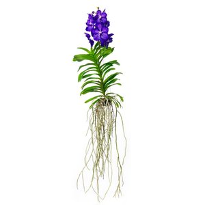 Vanda Vanda Magic Royal Blue - XXL