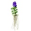 Vanda Vanda Magic Royal Blue XXL
