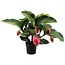 Medinilla Flamenco 5 knop