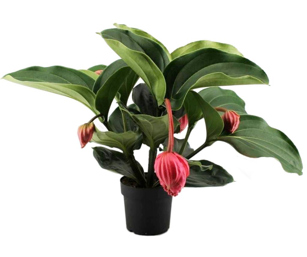 MEDINILLA MAGNIFICA VASO 17CM DA INTERNO ROSA SCURO