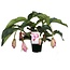 Medinilla Magnifica 2 levels with 6 flower(buds)