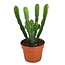 Cactus Euphorbia Hermentiana