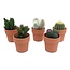 Cactus Mixed in terra cotta