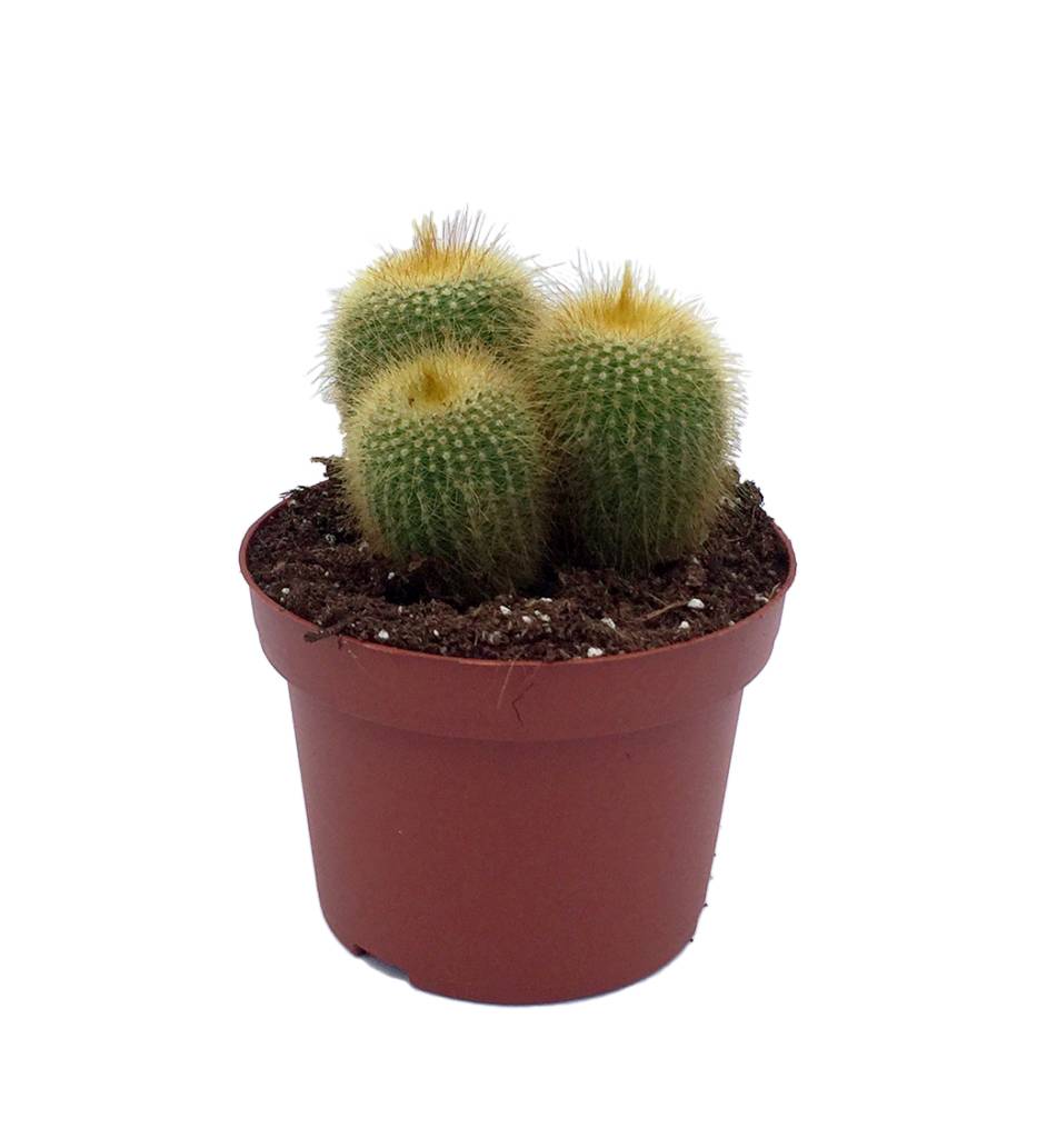  Cactus  Mixed in pot  12 cm FloraStore