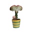Euphorbia Lactea 'Cristata' rode rand