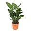 Strelitzia Nicolai