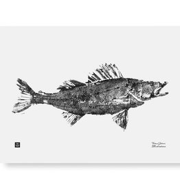 Teemu Jarvi Poster 'Pike Perch' 40x30 cm