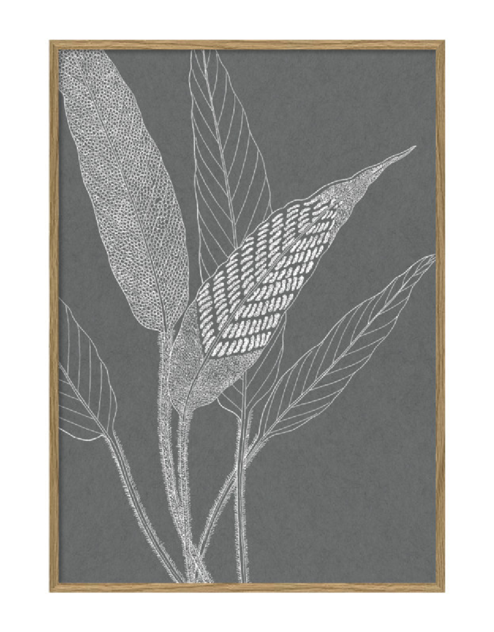 The Dybdahl & Co Poster 'Ferns ||||'