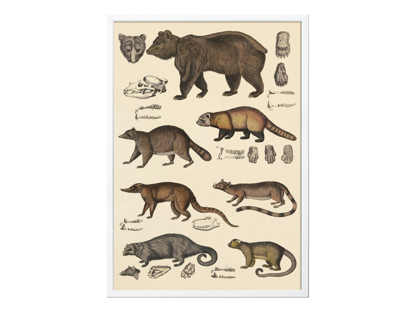Animalia Bears
