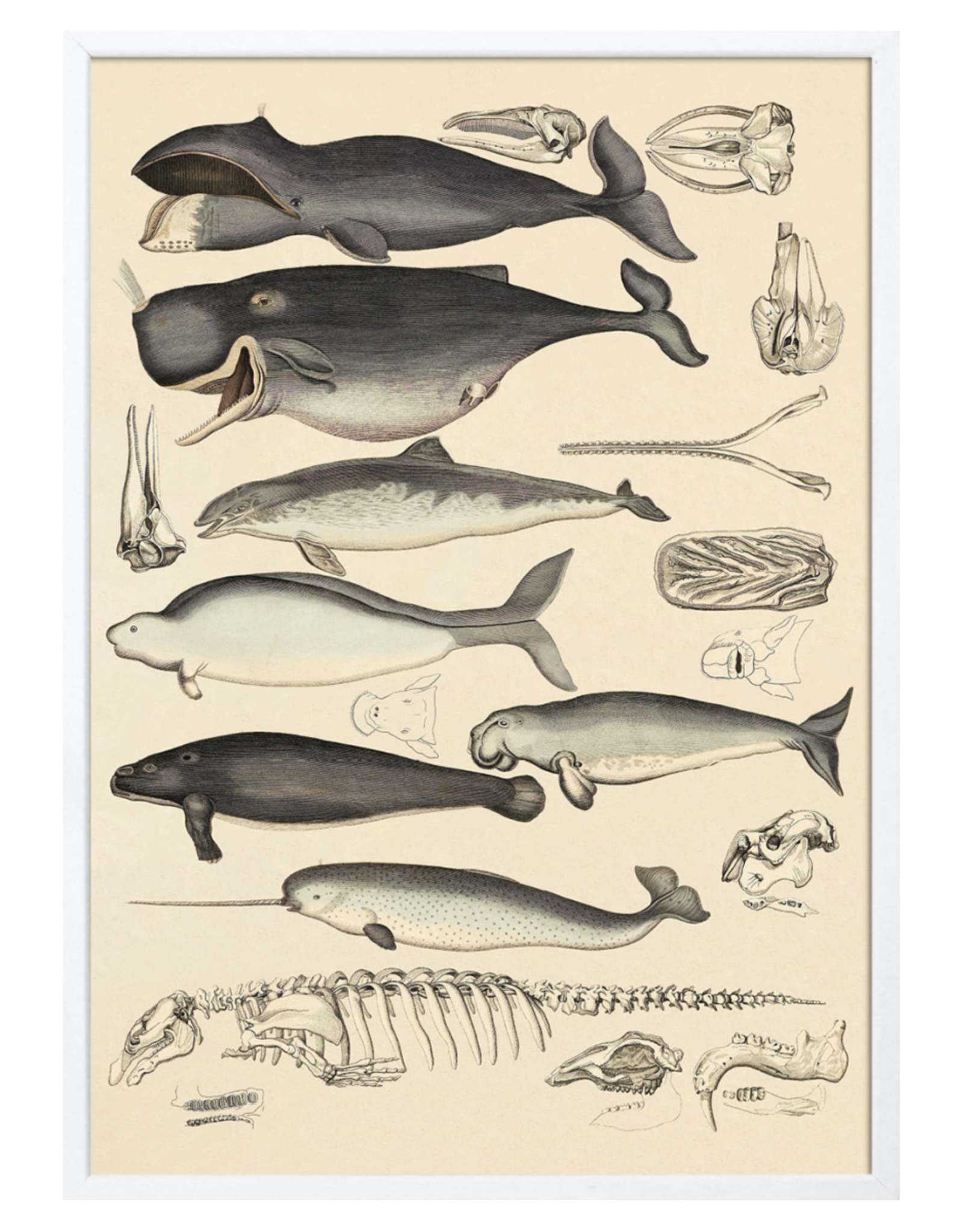 The Dybdahl & Co Animalia Whale