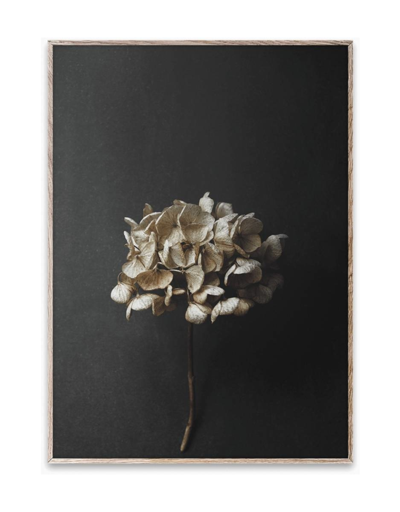 Paper Collective Still Life 04 (Hydrangea) By Pia Winther