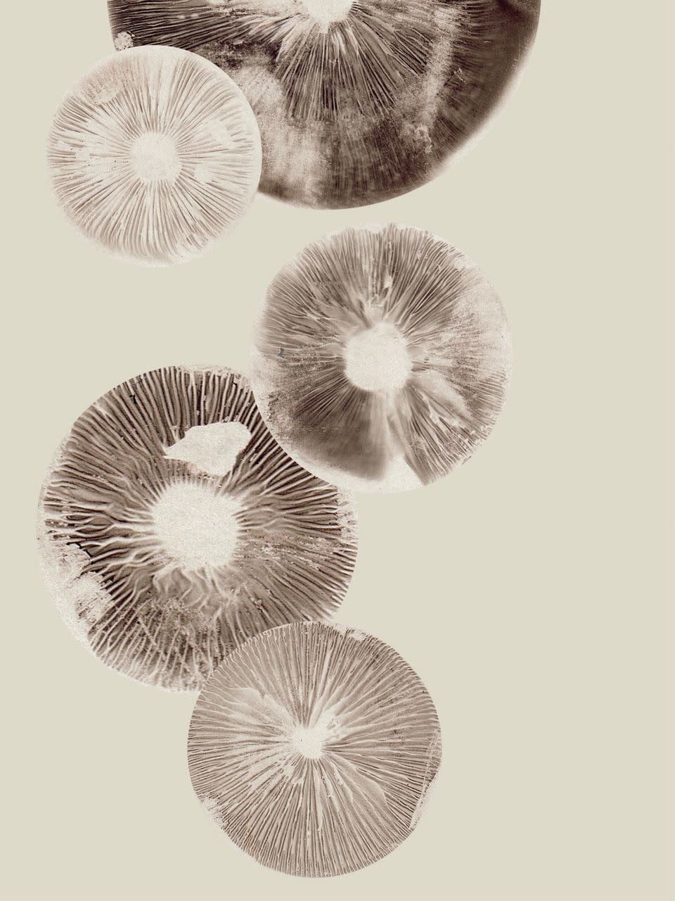 Pernille Folcarelli 'Mushroom" cream 30 x 40 cm