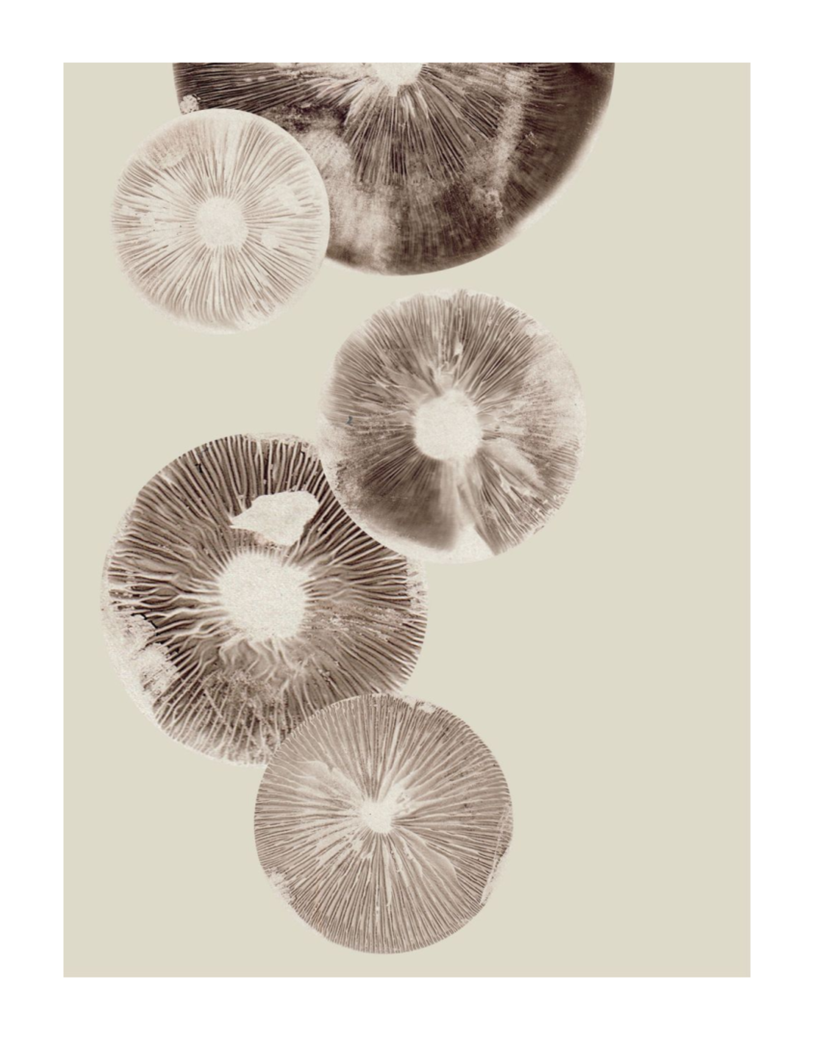 Pernille Folcarelli 'Mushroom" cream 30 x 40 cm