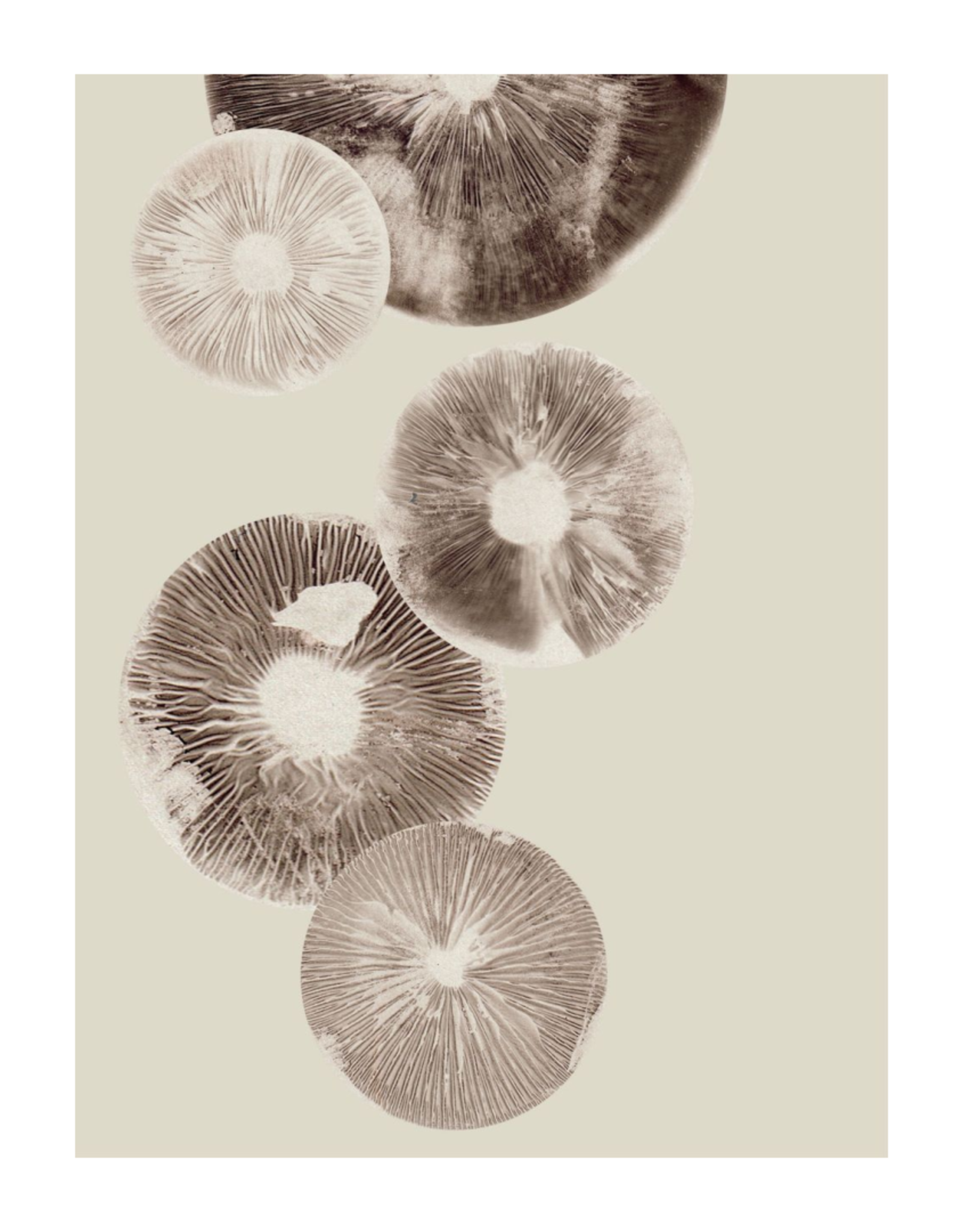 Pernille Folcarelli poster 'Mushroom" cream