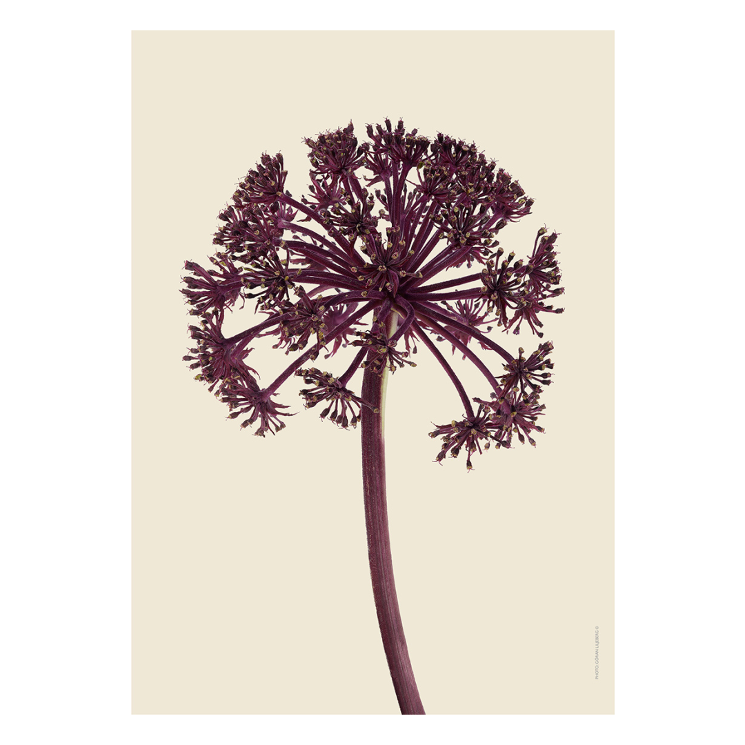 Liljebergs Giant Angelica div. maten