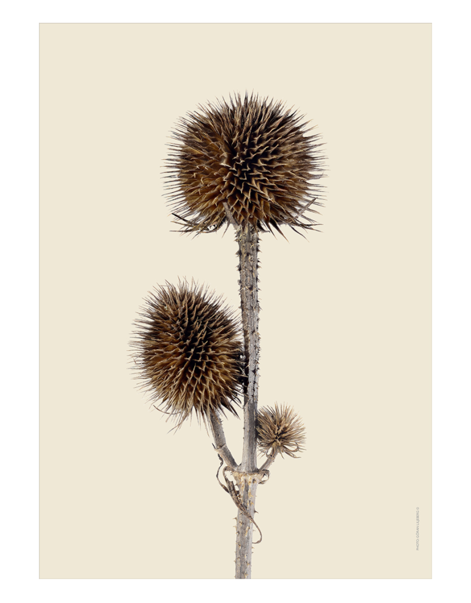 Liljebergs 'Wild teasel three buds' - div. maten