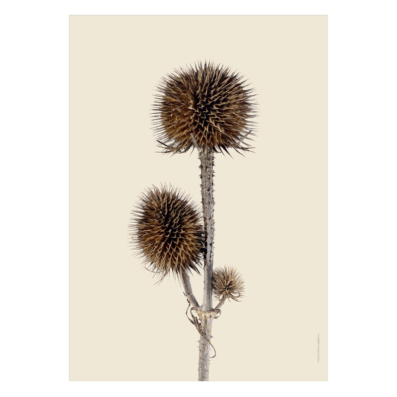 Liljebergs 'Wild teasel three buds' - div. maten