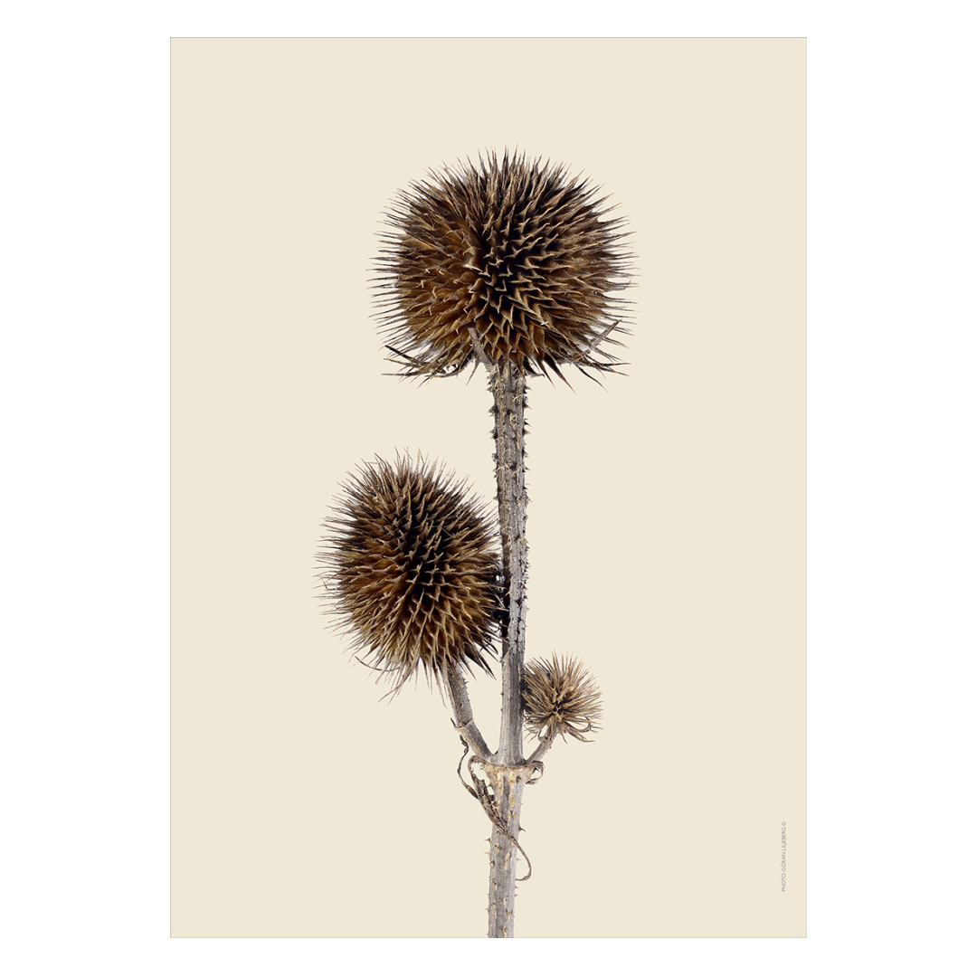 Liljebergs 'Wild teasel three buds'