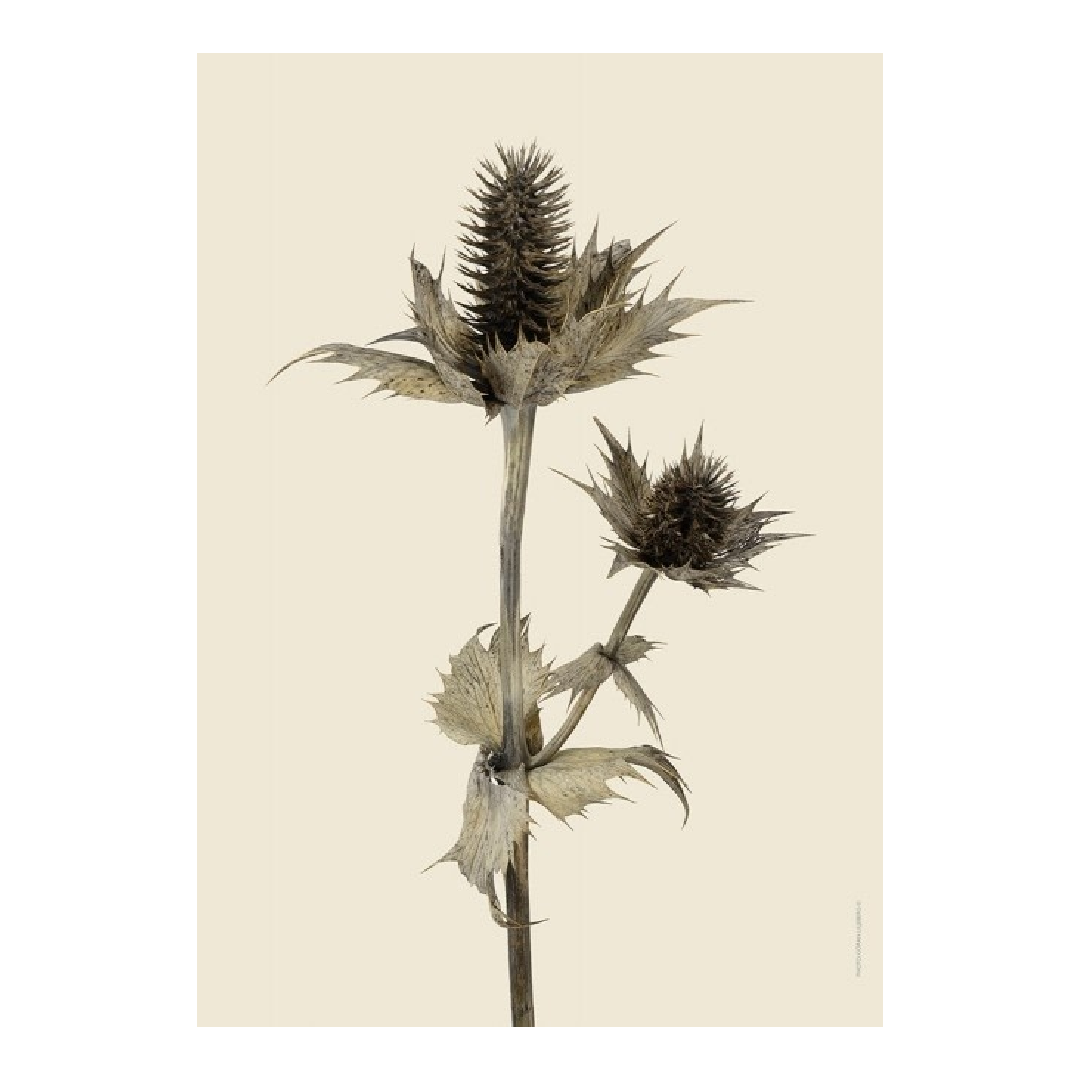 Liljebergs Silver Ghost div. maten