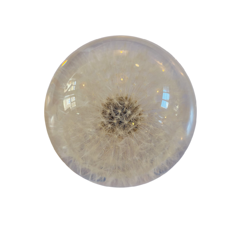 'Dandelion' paperweight