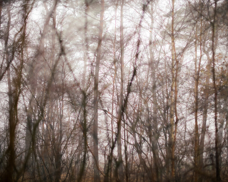 photo 'Forest' 40 x50 cm