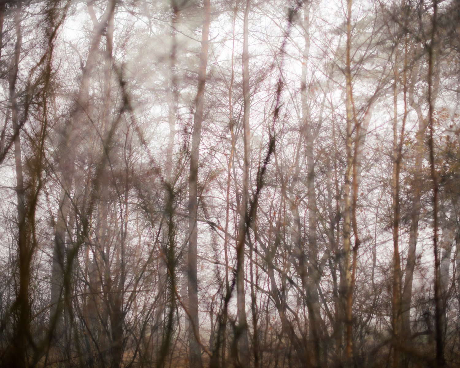 foto 'Forest' Nike Martens - 40 x50 cm