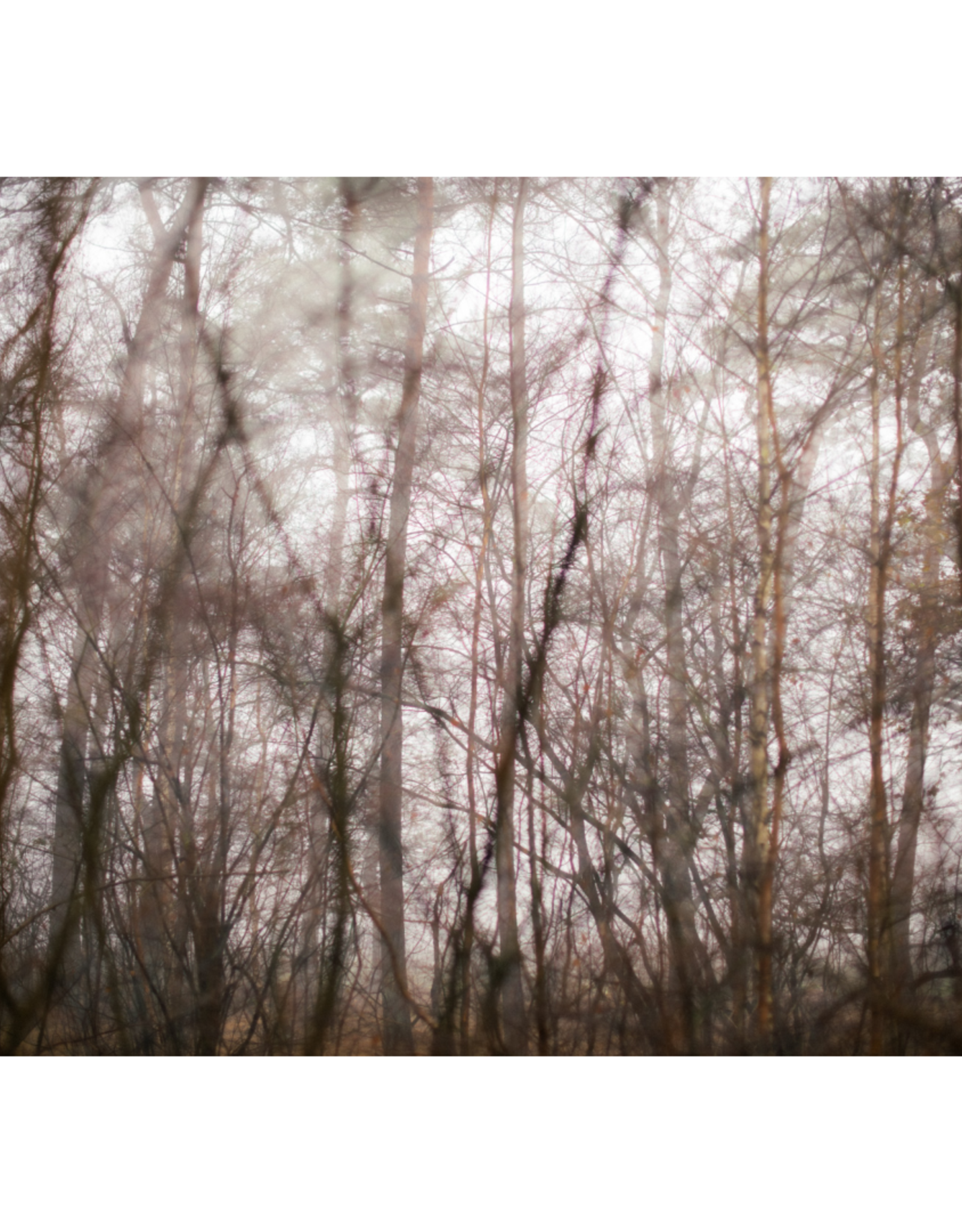 photo 'Forest' 40 x50 cm