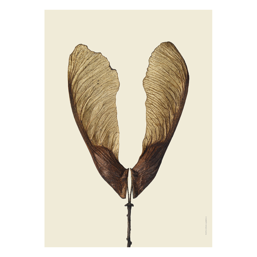 Liljebergs 'Tatarian maple'  - div. maten