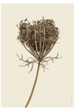 Liljebergs 'Wild carrot' - div. maten