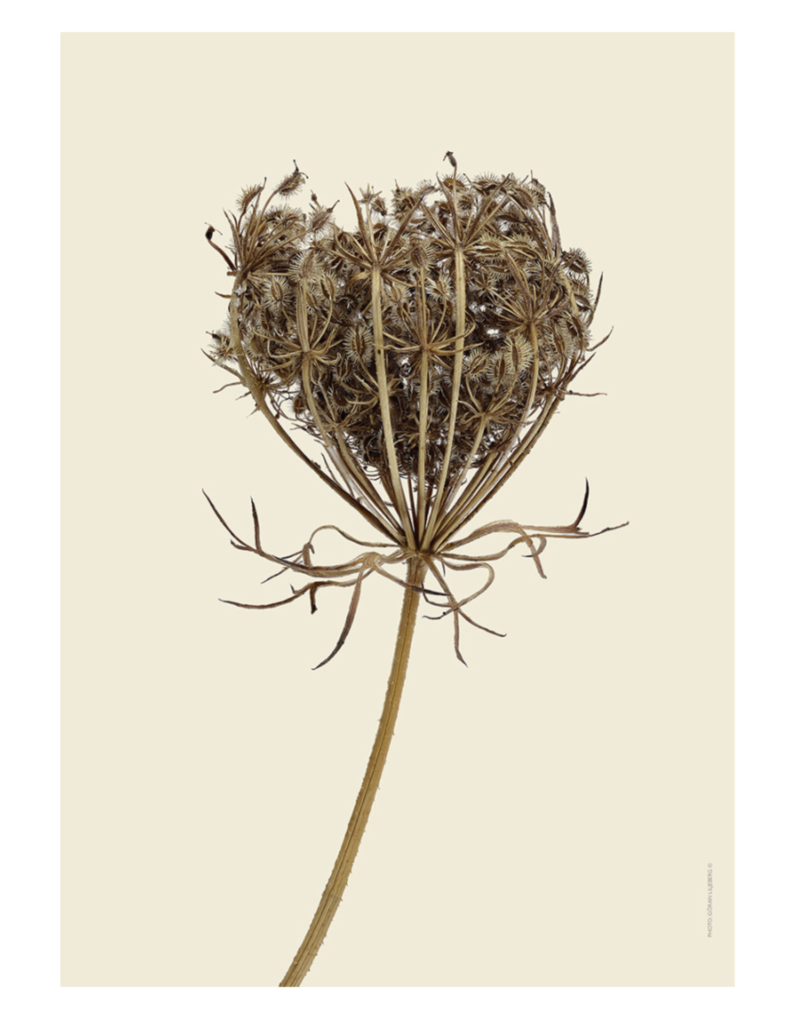 Liljebergs 'Wild carrot' - div. maten