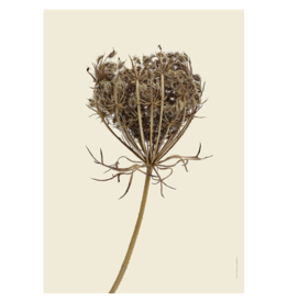 Liljebergs 'Wild carrot' - div. maten