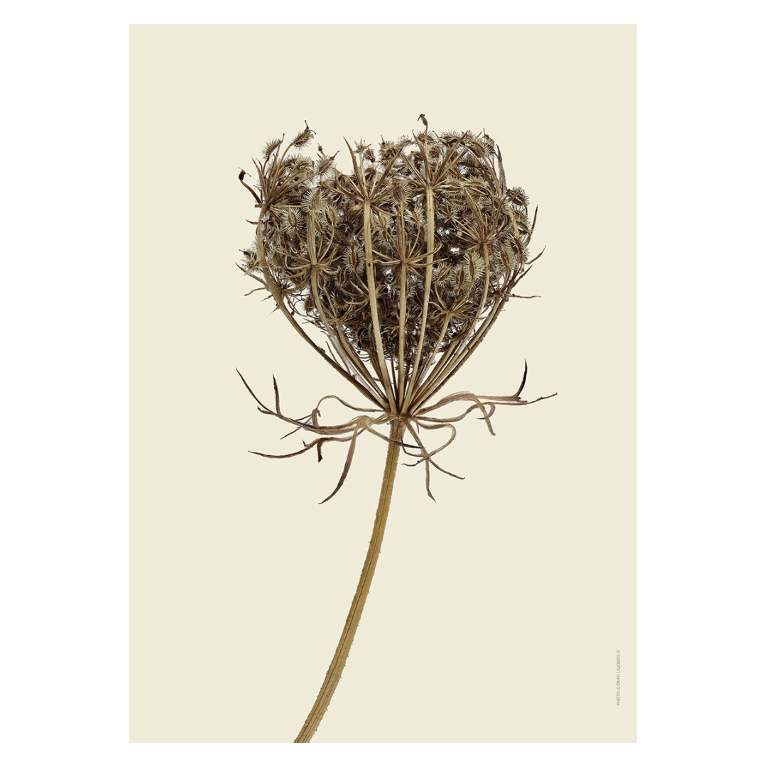 Liljebergs 'Wild carrot' - div. maten