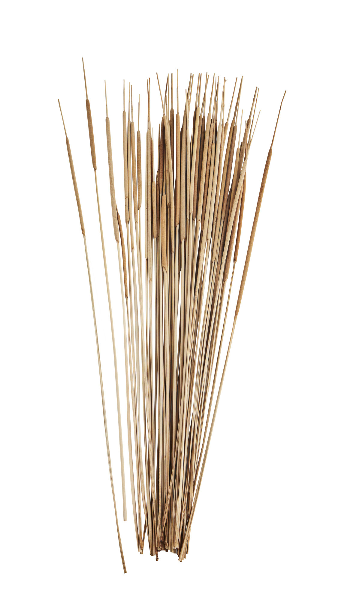 Madam Stoltz bundel 'Lisdodde' gedroogd