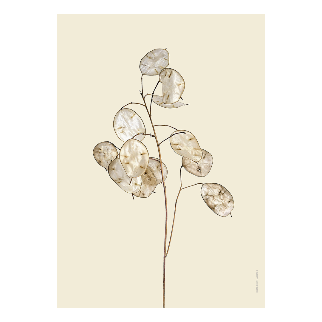 Liljebergs 'Honesty Flower'